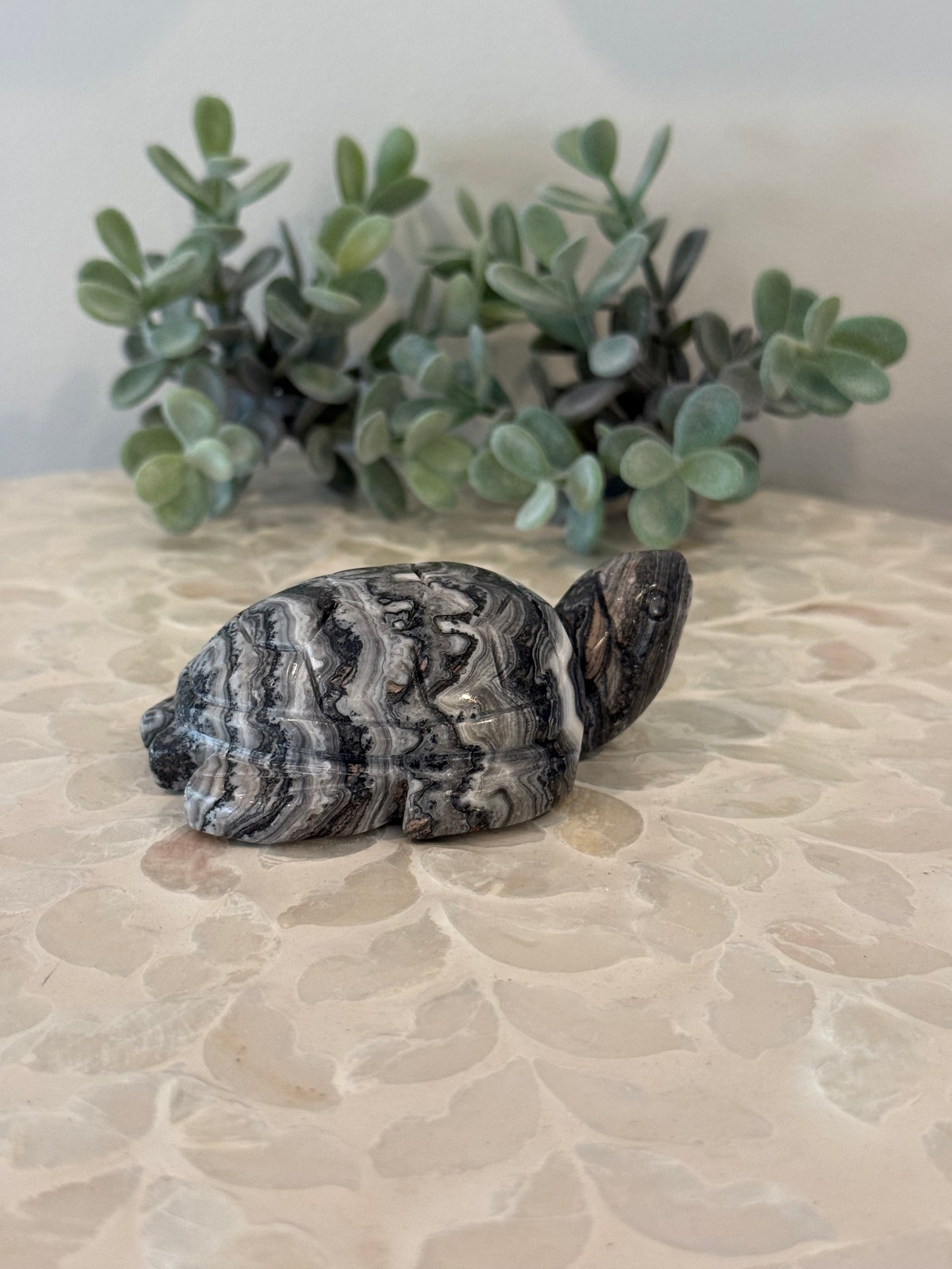 Zebra Jasper Turtle