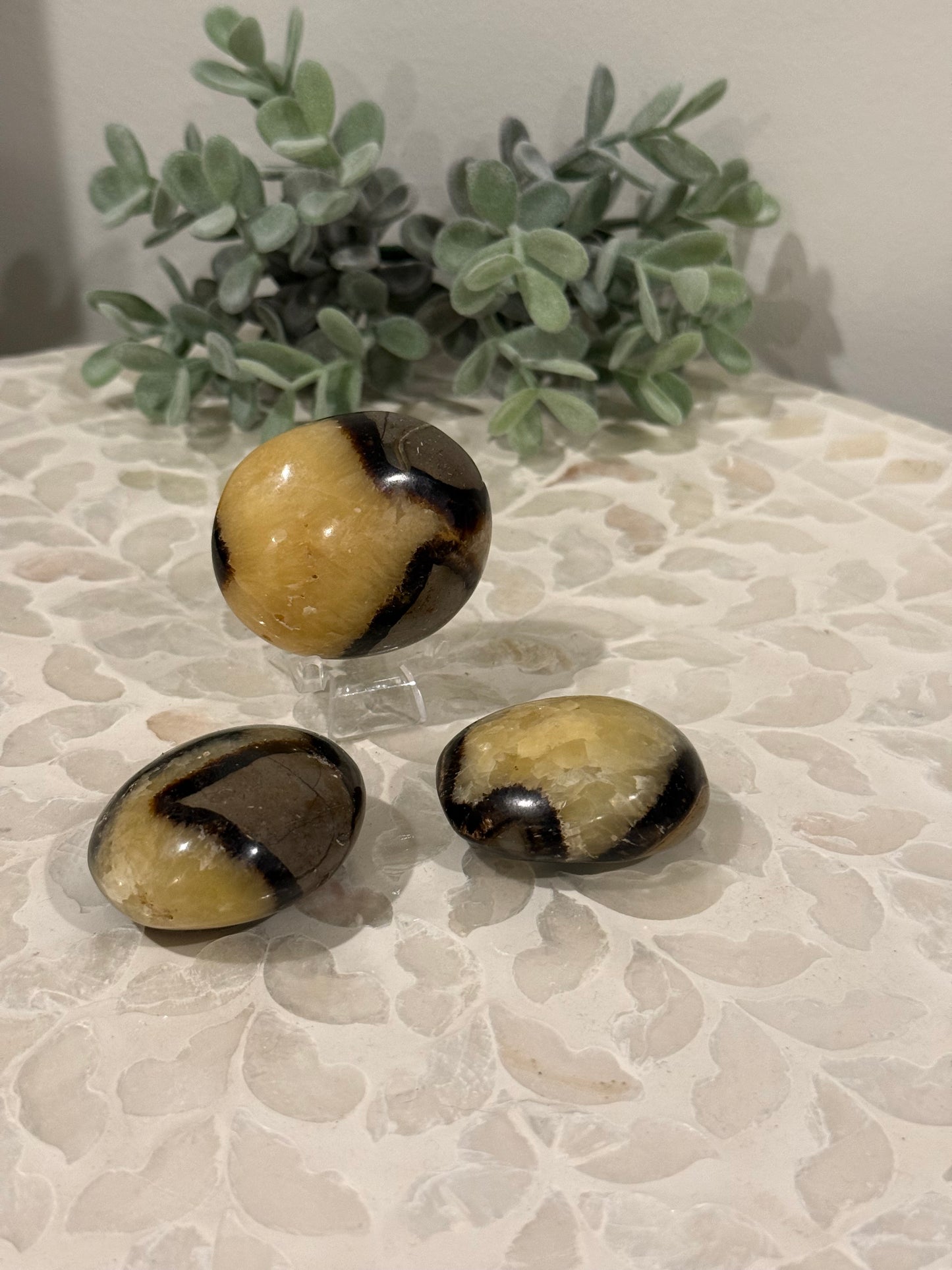 Septarian Palm stones
