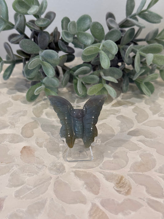 Ocean Jasper Butterfly