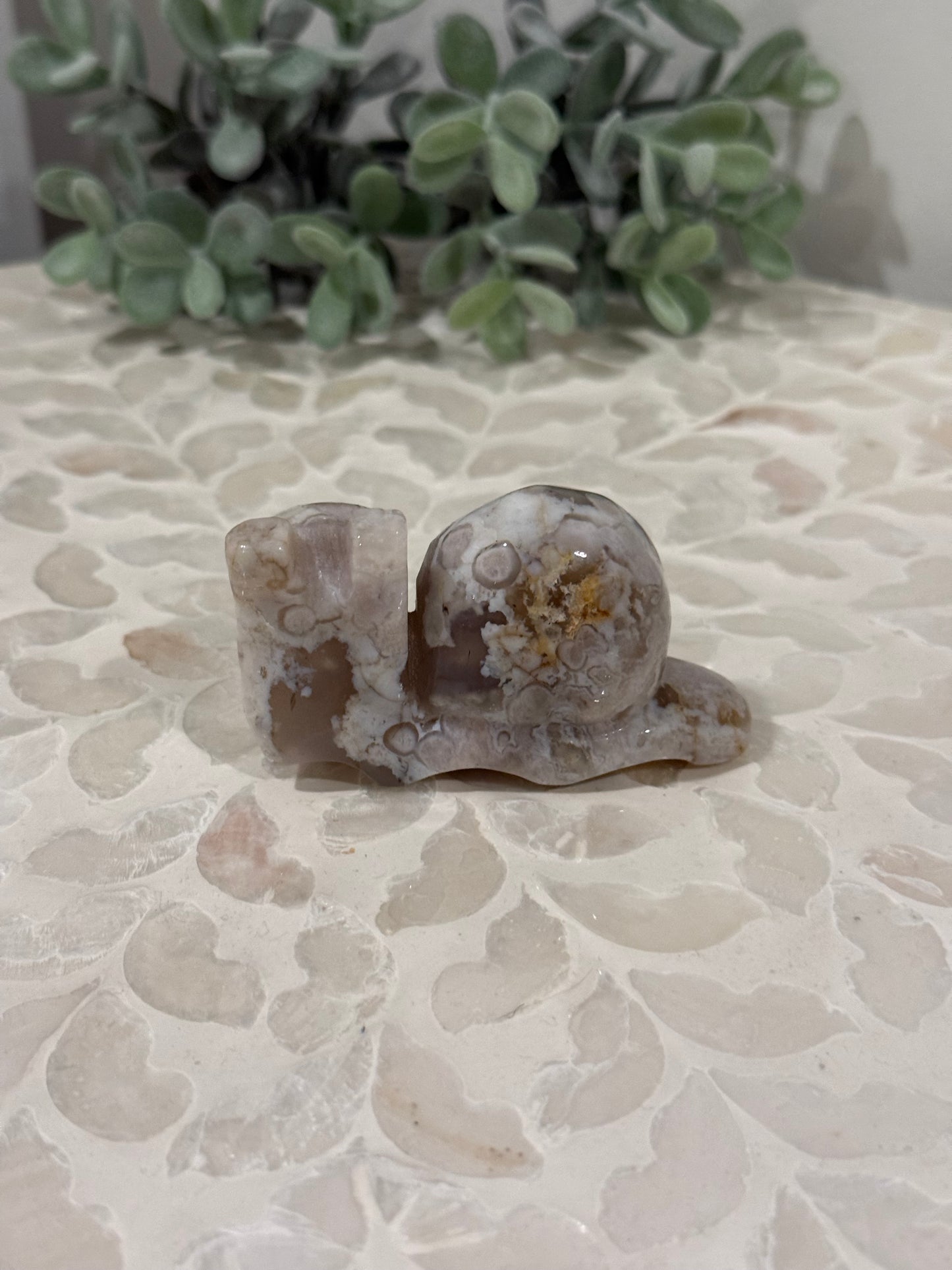 Flower Agate Snail