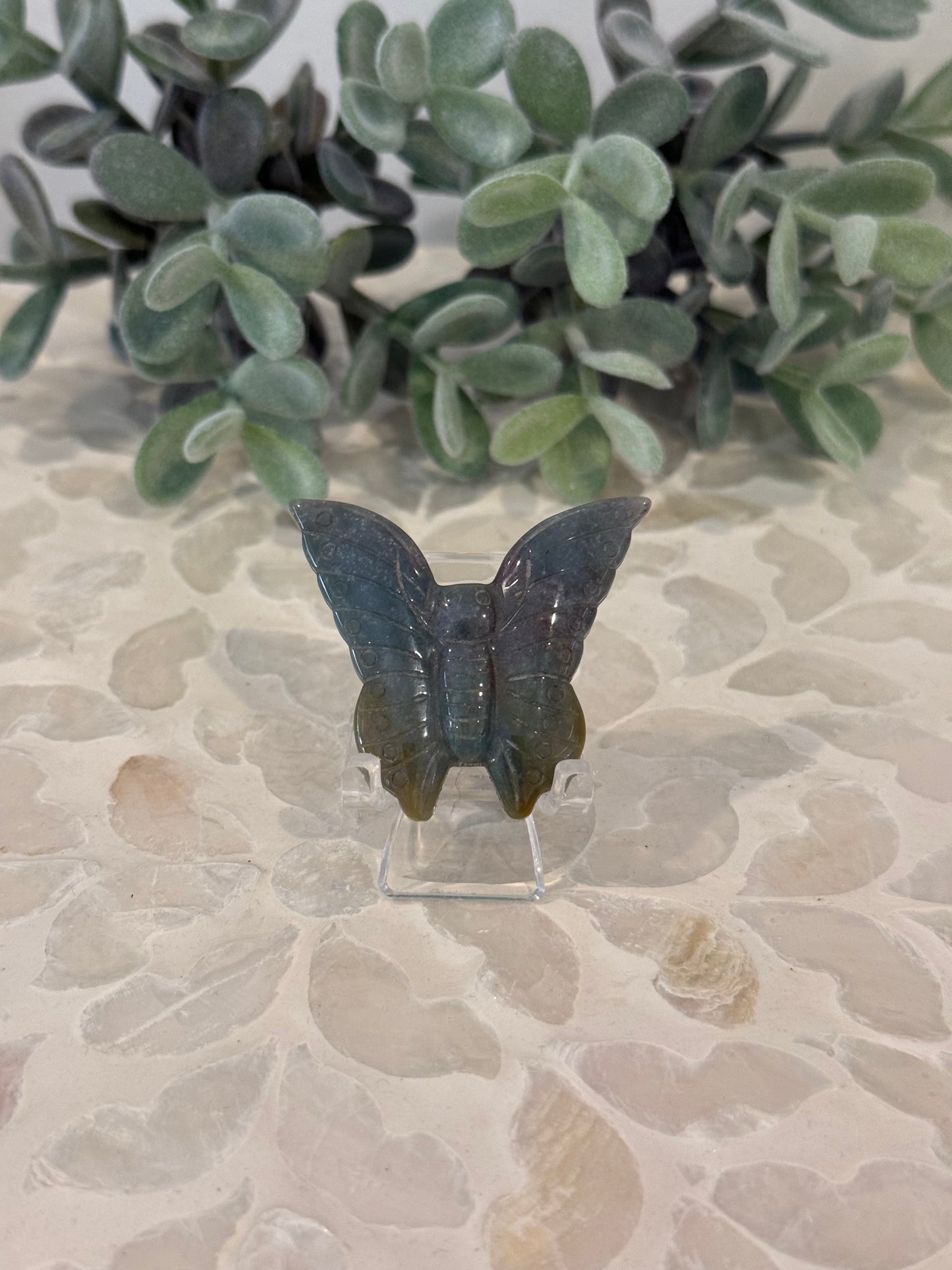 Ocean Jasper Butterfly