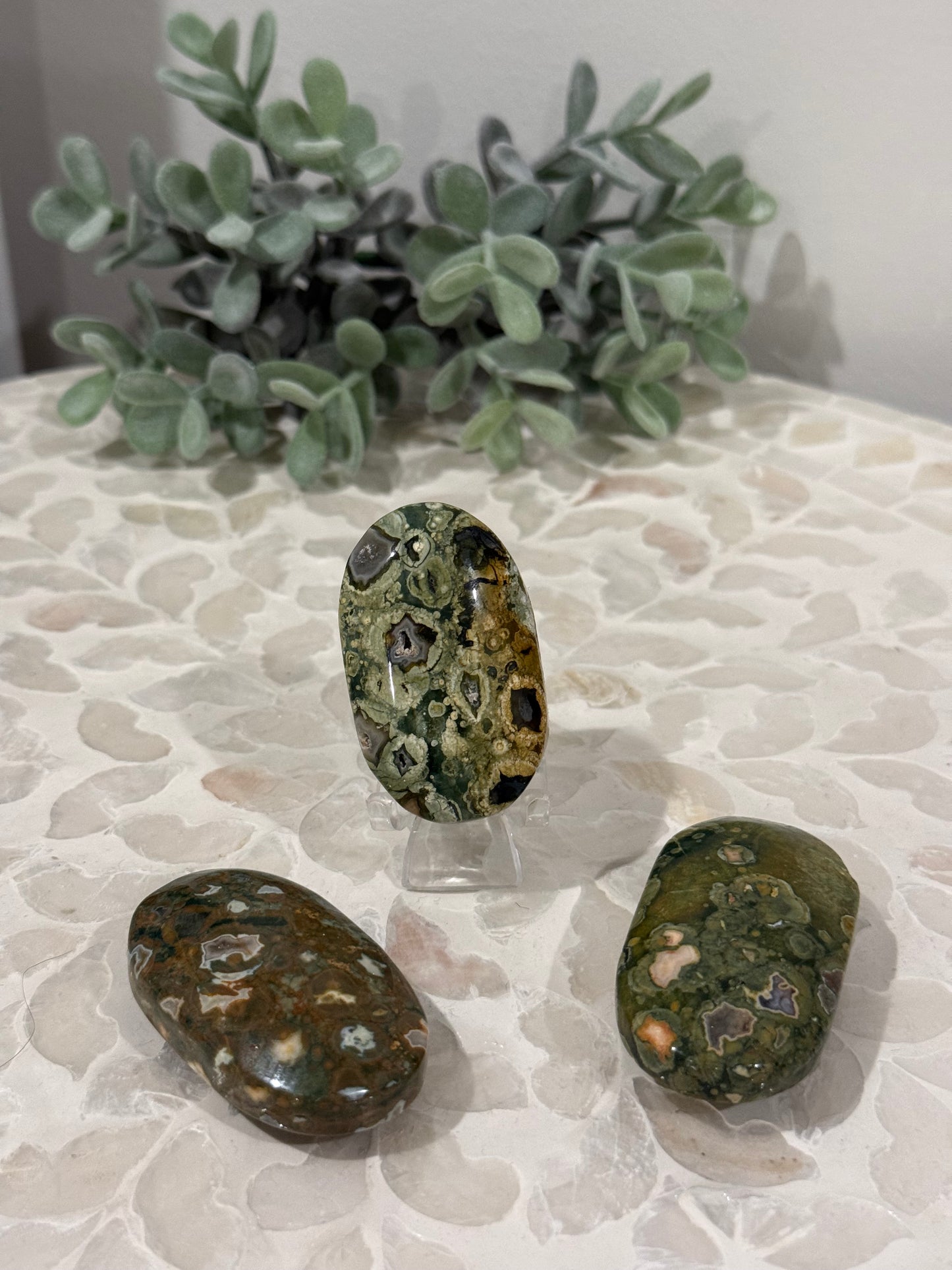 Rainforest Jasper Palms