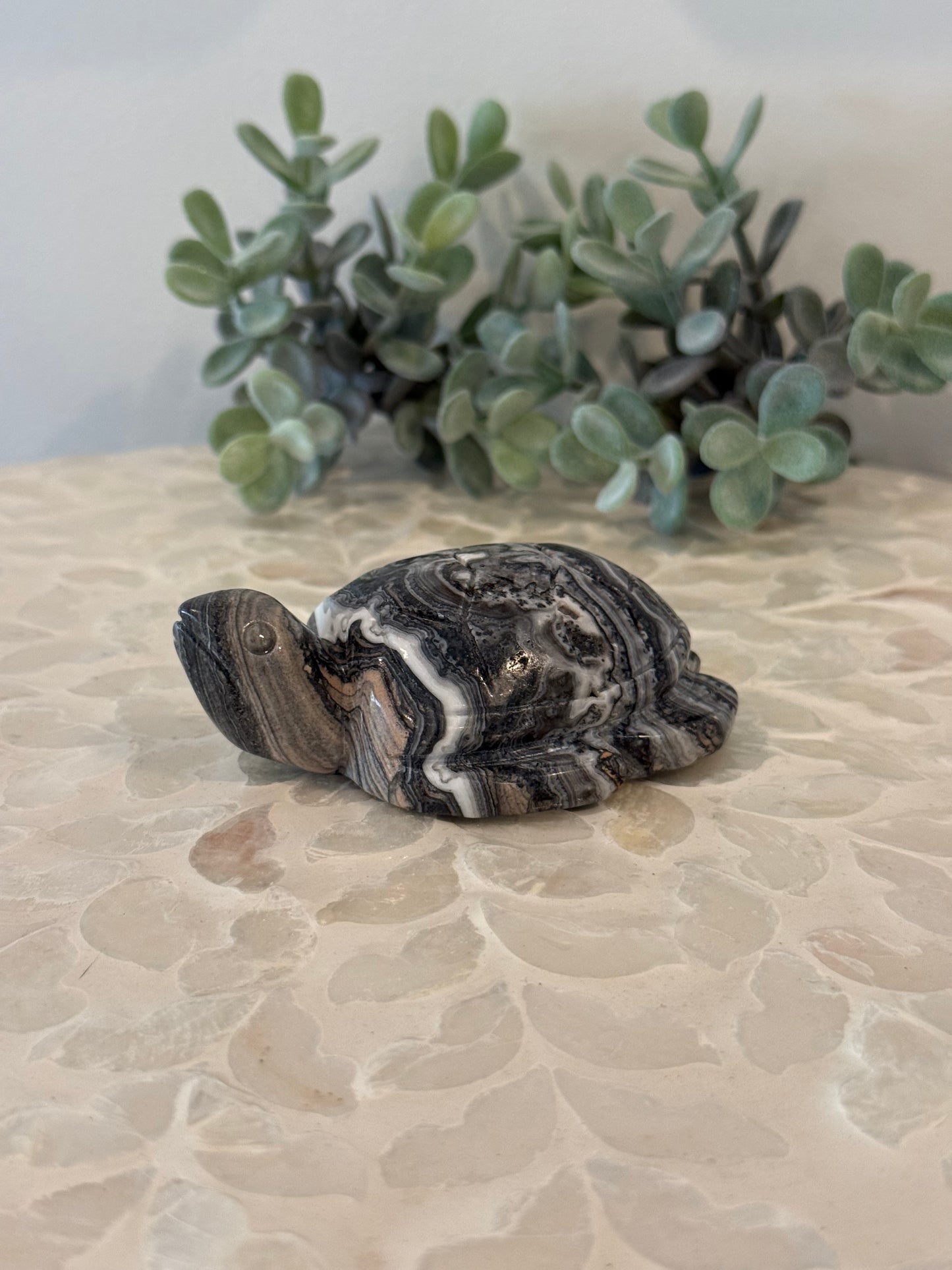 Zebra Jasper Turtle