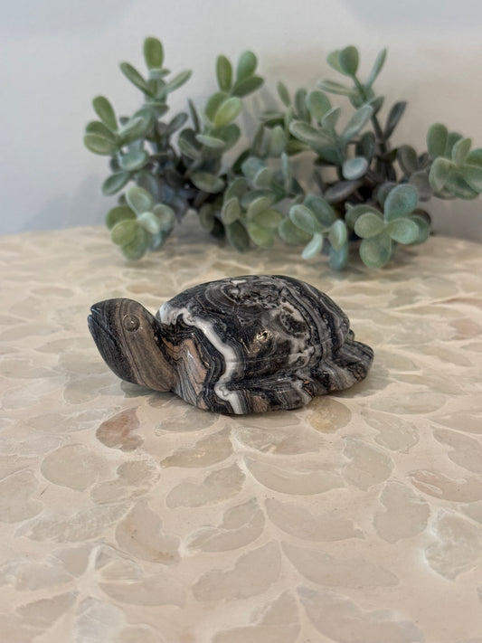 Zebra Jasper Turtle